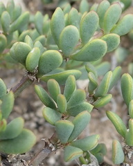 Roepera maritima
