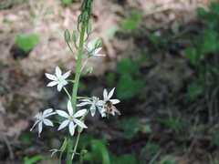 Ornithogalum narbonense