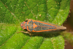 Graphocephala aurolineata