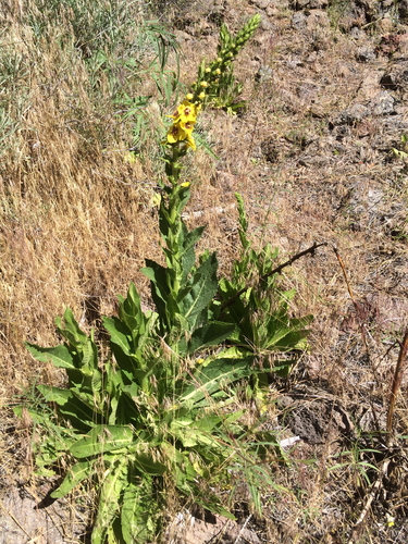 Verbascum virgatum — repeat bloomer houseplant