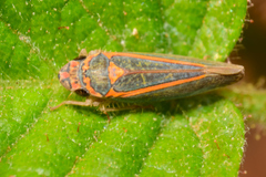 Graphocephala aurolineata