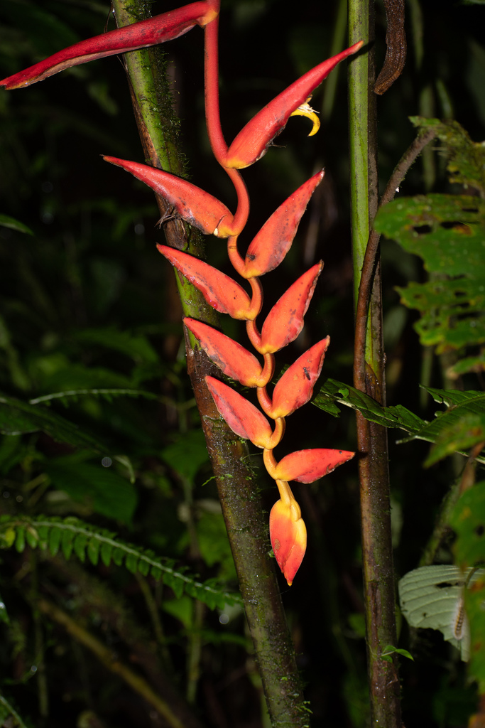 Heliconia longa
