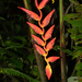 Heliconia longa - Photo (c) David Torres, some rights reserved (CC BY-NC), uploaded by David Torres