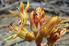 Sedum kiersteadiae