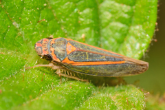 Graphocephala aurolineata