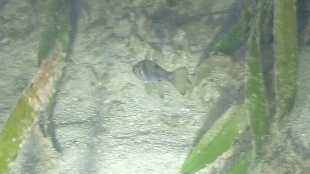 Black Cardinalfish