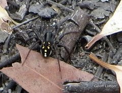Habronestes hunti