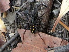Habronestes hunti