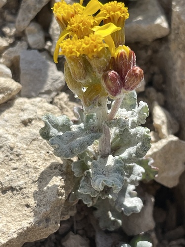 Musinea Ragwort (Packera musiniensis)