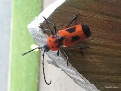 Purpuricenus quadrinotatus