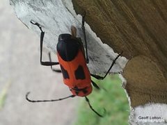 Purpuricenus quadrinotatus
