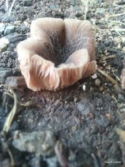 Agaricales