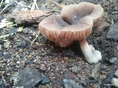 Agaricales