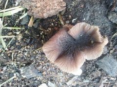Agaricales