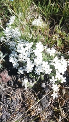 Phlox pulvinata