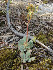Sedum kiersteadiae