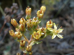 Sedum kiersteadiae