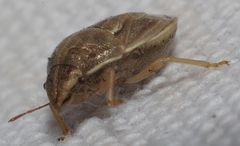 Neottiglossa bifida