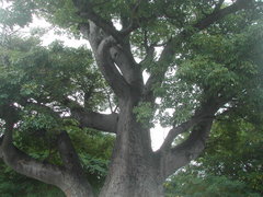 Adansonia digitata