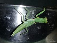 Orthodera ministralis
