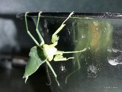 Orthodera ministralis