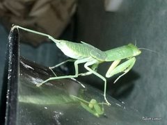 Orthodera ministralis