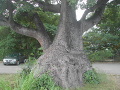 Adansonia digitata