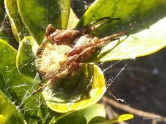 Araneidae