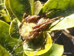 Araneidae