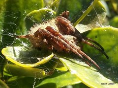 Araneidae