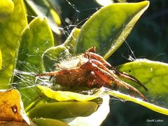 Araneidae