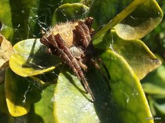 Araneidae