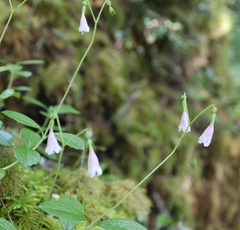 Linnaea borealis longiflora