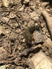 Hemileuca maia