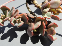 Sedum kiersteadiae