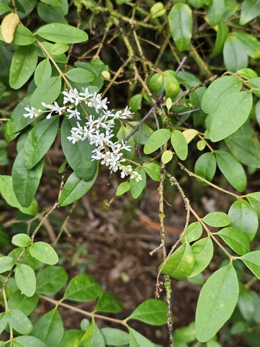 Ligustrum sinense, 2024-07-07
