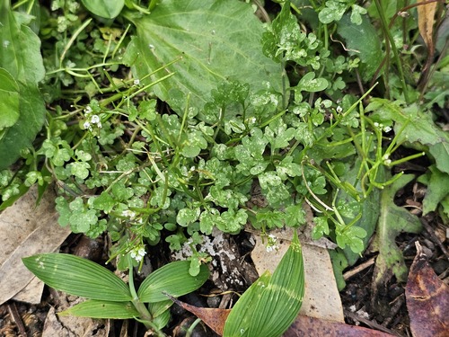 Cardamine flexuosa observed 2024-07-09