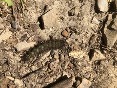 Hemileuca maia