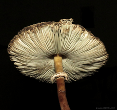 Chlorophyllum