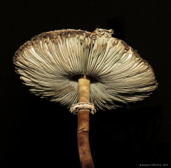 Chlorophyllum