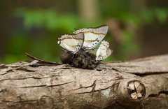 Polyura eudamippus