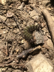 Hemileuca maia