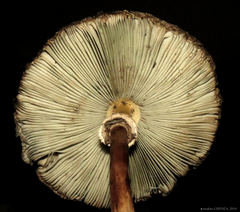 Chlorophyllum