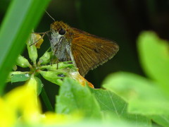Euphyes bimacula