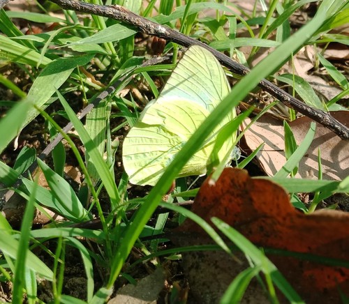 Lemon Migrant, 701台灣台南市東區Unnamed Road, photo 7 of 10