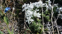 Phlox pulvinata