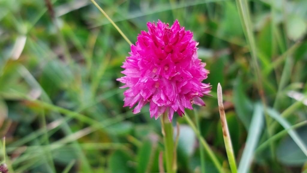 Gymnadenia × turnowskyi