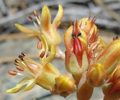 Sedum kiersteadiae