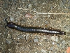 Cormocephalus