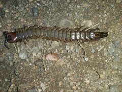 Cormocephalus